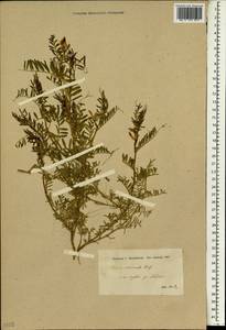 Vicia monantha subsp. monantha, South Asia, South Asia (Asia outside ex-Soviet states and Mongolia) (ASIA) (Iran)