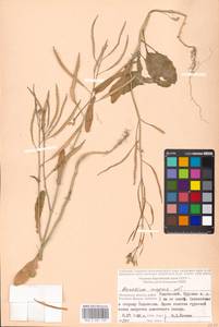 Brassica napus L., Eastern Europe, Moscow region (E4a) (Russia)