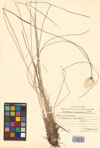 Eriophorum vaginatum L., Siberia, Russian Far East (S6) (Russia)