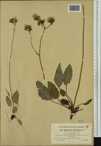 Hieracium glaucinum subsp. oigocladum (Jord. ex Boreau) Soó, Western Europe (EUR) (Slovenia)