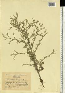 Centaurea diffusa Lam., Eastern Europe, Moldova (E13a) (Moldova)