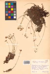 Saxifraga bronchialis L., Siberia, Russian Far East (S6) (Russia)