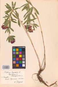 Trifolium lupinaster L., Eastern Europe, Eastern region (E10) (Russia)