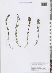 Veronica prostrata L., Eastern Europe, Middle Volga region (E8) (Russia)