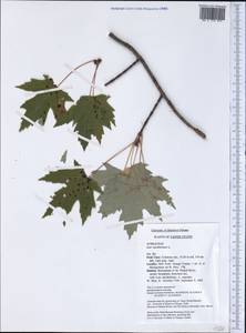 Acer saccharinum L., America (AMER) (United States)