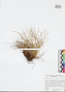 Carex humilis Leyss., Eastern Europe, Central region (E4) (Russia)