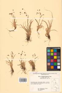 Luzula arcuata subsp. unalaschkensis (Buchenau) Hultén, Siberia, Chukotka & Kamchatka (S7) (Russia)