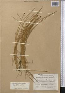 Eleocharis uniglumis (Link) Schult., Middle Asia, Northern & Central Kazakhstan (M10) (Kazakhstan)