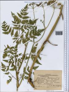 Apiaceae, Middle Asia, Western Tian Shan & Karatau (M3) (Kyrgyzstan)