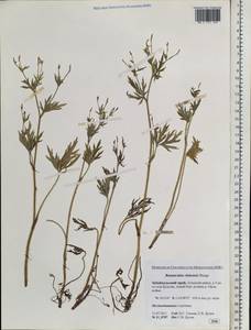 Ranunculus chinensis Bunge, Siberia, Baikal & Transbaikal region (S4) (Russia)