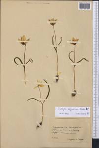 Tulipa biflora Pall., Middle Asia, Karakum (M6) (Turkmenistan)