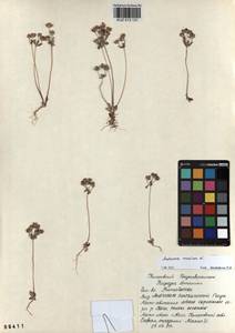 Androsace maxima L., Siberia, Altai & Sayany Mountains (S2) (Russia)