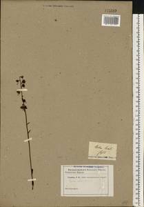 Pyrola rotundifolia L., Eastern Europe, Eastern region (E10) (Russia)