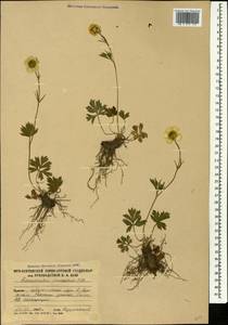 Ranunculus caucasicus M. Bieb., Caucasus, South Ossetia (K4b) (South Ossetia)