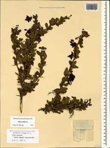 Berberis vulgaris L., Caucasus, Stavropol Krai, Karachay-Cherkessia & Kabardino-Balkaria (K1b) (Russia)