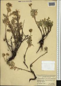 Chrysanthemum sinuatum Ledeb., Siberia, Altai & Sayany Mountains (S2) (Russia)