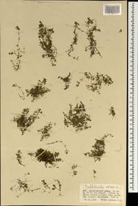 Callitriche palustris L., Mongolia (MONG) (Mongolia)