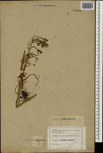 Crepis tectorum L., Eastern Europe, Central region (E4) (Russia)