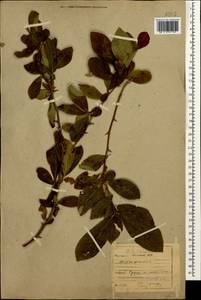 Mespilus germanica L., Caucasus, Abkhazia (K4a) (Abkhazia)