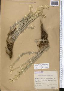 Anaphalis racemifera Franch., Middle Asia, Western Tian Shan & Karatau (M3) (Uzbekistan)