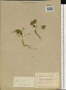 Viola selkirkii Pursh ex Goldie, Eastern Europe, Central region (E4) (Russia)