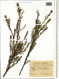 Myricaria bracteata Royle, Caucasus, Stavropol Krai, Karachay-Cherkessia & Kabardino-Balkaria (K1b) (Russia)