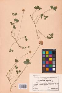 Trifolium repens L., Eastern Europe, North Ukrainian region (E11) (Ukraine)