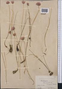 Allium oliganthum Kar. & Kir., Middle Asia, Northern & Central Kazakhstan (M10) (Kazakhstan)