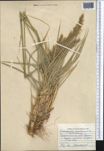 Calamagrostis pseudophragmites (Haller f.) Koeler, Middle Asia, Pamir & Pamiro-Alai (M2) (Uzbekistan)