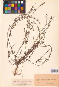 Polygonum neglectum Besser, Eastern Europe, Eastern region (E10) (Russia)