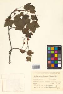 Ribes mandshuricum (Maxim.) Kom., Siberia, Russian Far East (S6) (Russia)