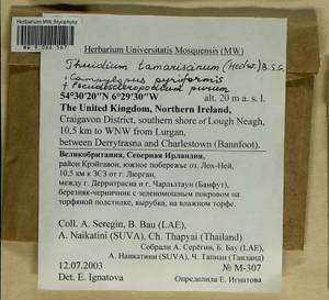 Campylopus pyriformis (Schultz) Brid., Bryophytes, Bryophytes - Western Europe (BEu) (United Kingdom)