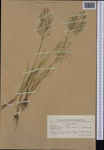 Zingeria pisidica (Boiss.) Tutin, Western Europe (EUR) (Romania)