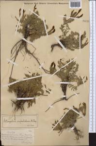 Astragalus xipholobus Popov, Middle Asia, Western Tian Shan & Karatau (M3) (Kazakhstan)