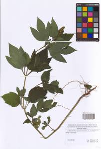 Ambrosia trifida L., Eastern Europe, Volga-Kama region (E7) (Russia)
