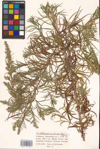 Artemisia umbrosa Turcz. ex DC., Eastern Europe, Moscow region (E4a) (Russia)