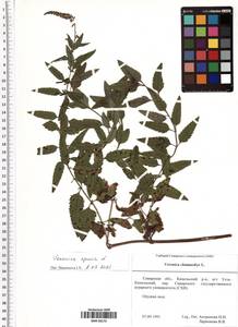 Veronica spuria L., Eastern Europe, Middle Volga region (E8) (Russia)