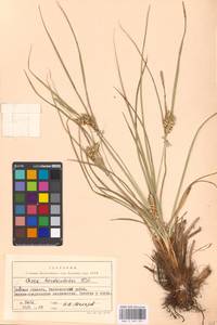 Carex hordeistichos Vill., Eastern Europe, South Ukrainian region (E12) (Ukraine)