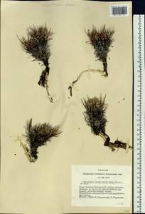 Oxytropis tragacanthoides DC., Siberia, Altai & Sayany Mountains (S2) (Russia)