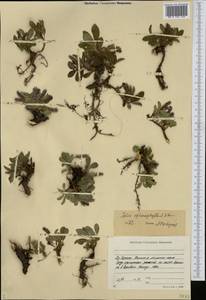 Salix sphenophylla A. K. Skvortsov, Siberia, Yakutia (S5) (Russia)