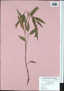 Persicaria lapathifolia subsp. lapathifolia, Eastern Europe, Central region (E4) (Russia)