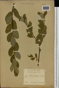 Salix caprea × myrsinifolia, Eastern Europe, Central region (E4) (Russia)