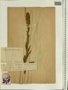 Verbascum thapsus L., Eastern Europe, Estonia (E2c) (Estonia)