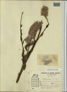 Ptilotus exaltatus Nees, Australia & Oceania (AUSTR) (Australia)
