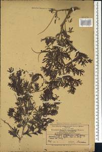Prosopis farcta (Banks & Sol.)J.F.Macbr., Caucasus, Azerbaijan (K6) (Azerbaijan)