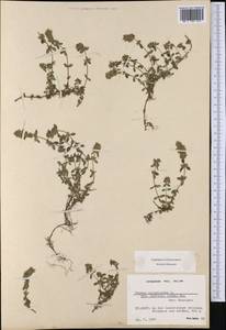 Thymus pulegioides subsp. effusus (Host) Ronniger, Western Europe (EUR) (Switzerland)