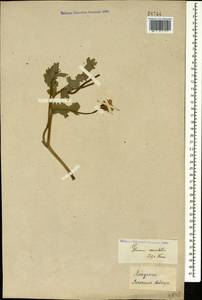 Glaucium corniculatum (L.) Rudolph, Caucasus, Stavropol Krai, Karachay-Cherkessia & Kabardino-Balkaria (K1b) (Russia)