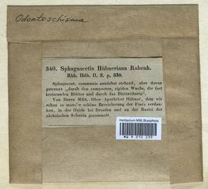 Odontoschisma denudatum (Mart.) Dumort., Bryophytes, Bryophytes - Western Europe (BEu) (Germany)