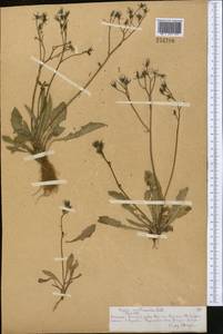 Crepis multicaulis Ledeb., Middle Asia, Northern & Central Tian Shan (M4) (Kazakhstan)