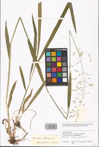 Milium effusum L., Siberia, Western Siberia (S1) (Russia)